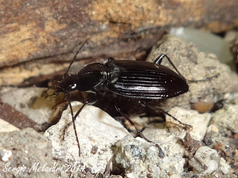 Agonum sp., Carabidae